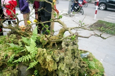 Kỳ thú mai trồng trên đá