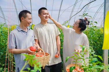 Chàng trai từ bỏ cuộc sống giàu sang, tự trồng cà chua thu 1,5 tỷ đồng/năm