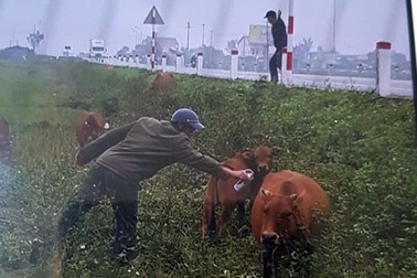 Dùng bình xịt sơn đánh dấu bò chạy rông để "truy" chủ bò