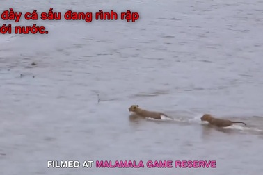 Sư tử con liều mạng bơi qua sông đầy cá sấu để hội ngộ mẹ