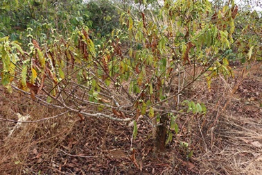 Vườn cà phê khô hạn, nông dân "tố" công ty bò sữa chặn nước tưới