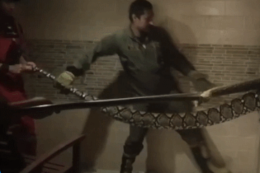 Nổi bật tuần qua: Trăn khổng lồ dài hơn 6m ẩn nấp trong khách sạn