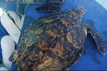 Ngư dân Bình Định cứu hộ nhiều cá thể đồi mồi quý hiếm