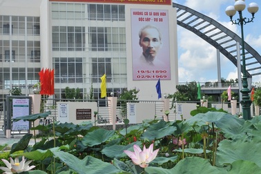 Ngỡ ngàng ngắm hoa sen nở giữa phố mừng sinh nhật Bác