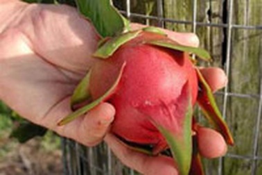 Chuẩn quốc tế cho 6 loại trái cây