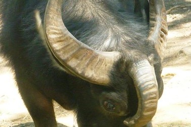 Đua nhau đi ngắm trâu 3 sừng, bò mọc chân ở lưng