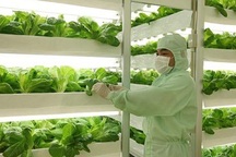 Khi nông dân "xài" điện thoại thông minh vào sản xuất nông nghiệp