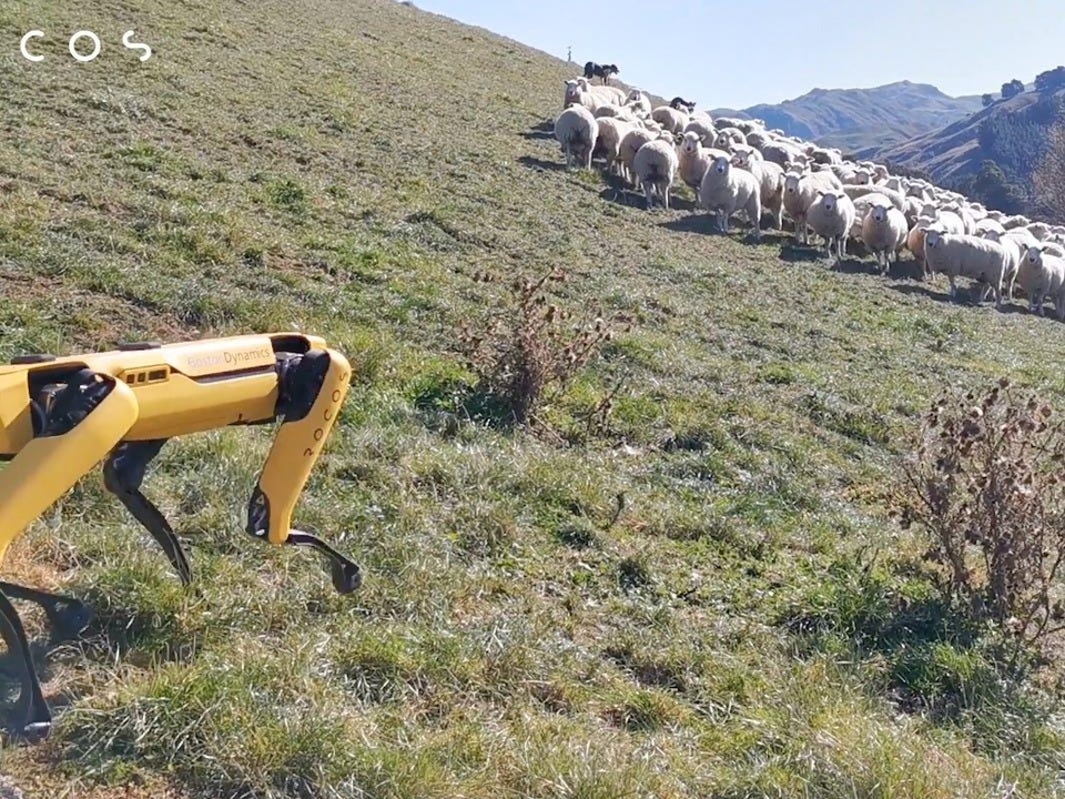 Khi chó chăn cừu là robot - 4 Khi chó chăn cừu là robot - 4