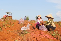 Từ phận làm thuê đến người trồng khoai lang nhiều nhất ở Đắk Nông