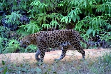 Lần đầu tiên chụp ảnh được báo đốm ở Malaysia