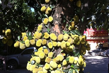 Độc đáo cây mít nghìn quả  