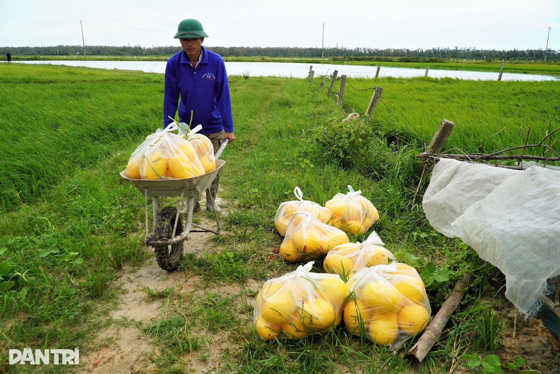 Nhà màng tiền tỷ bị bão Kajiki quật đổ, dân làng lội nước giúp chủ vớt dưa - 8