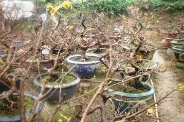 Khóc cười chuyện hoa Tết