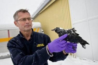 Nạn chim chết lan đến Thuỵ Điển