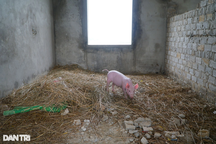 Công sở được đầu tư nhiều tỷ đồng thành... nơi nhốt lợn