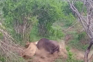 Linh dương đầu bò thoát chết ngoạn mục trước hàm sư tử