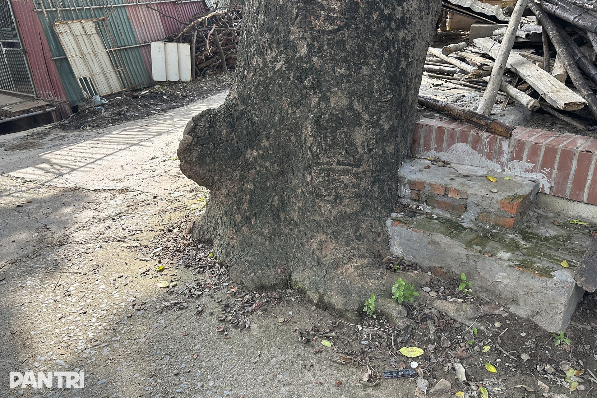 Nhiều gốc xà cừ lâu năm bị bóp nghẹt trên các tuyến đường ở Hà Nội - 14 Nhiều gốc xà cừ lâu năm bị bóp nghẹt trên các tuyến đường ở Hà Nội - 14