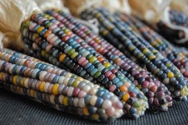 Ngô bảy sắc cầu vồng vừa đẹp mắt, vừa ngon