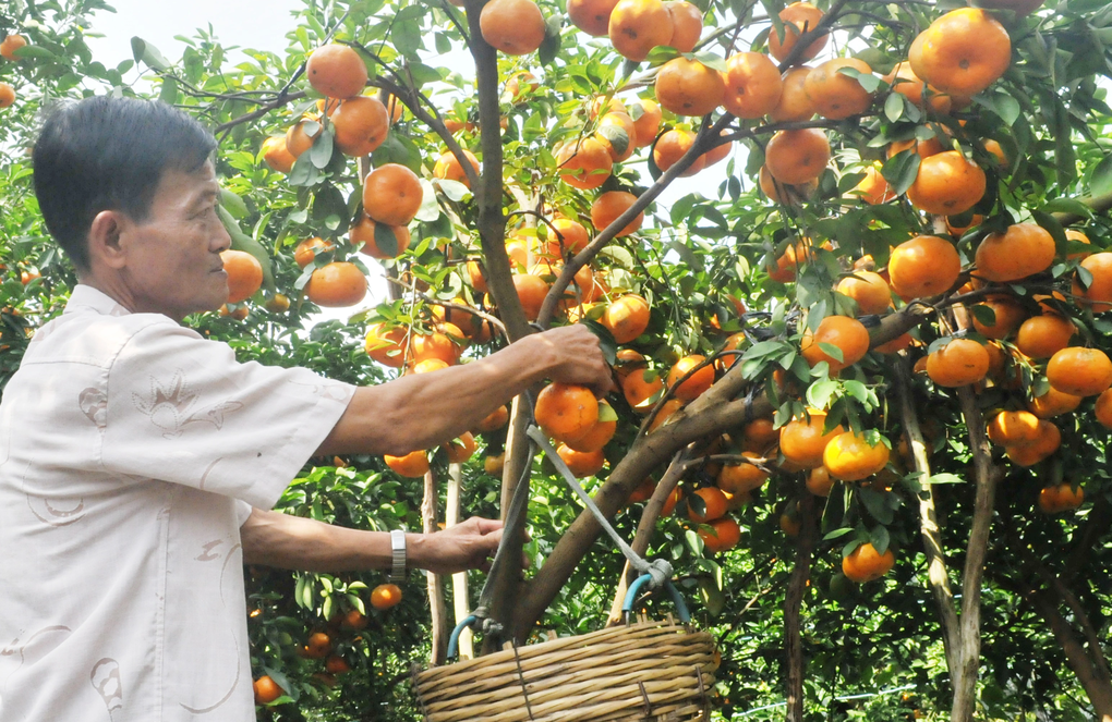 Nhà vườn bắt quýt hồng gánh nhiều vai, thu thêm hàng trăm triệu đồng - 1 Nhà vườn bắt quýt hồng gánh nhiều vai, thu thêm hàng trăm triệu đồng - 1