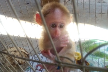 Xót lòng nhìn “bé” khỉ thiểu não mút tay trong lồng sắt