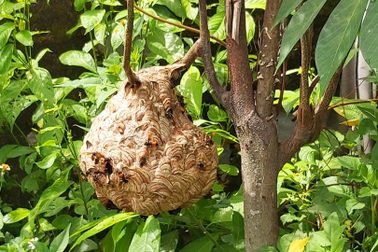 Bị ong vò vẽ đốt 50 nốt, bé trai 2 tuổi tử vong