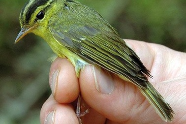 Phát hiện 208 loài sinh vật mới tại vùng sông Mê Kông