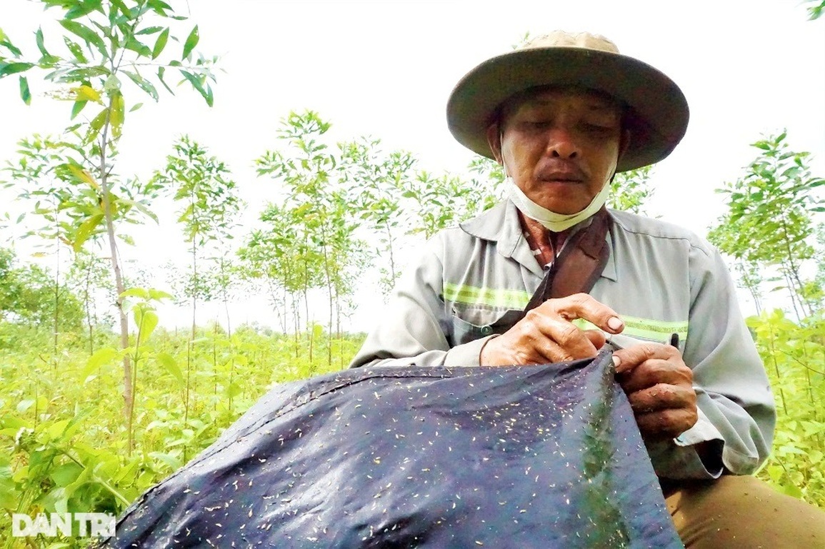 Theo chân thợ săn cào cào, châu chấu đỉnh có tiếng ở Đà thành - 18 Theo chân thợ săn cào cào, châu chấu đỉnh có tiếng ở Đà thành - 18