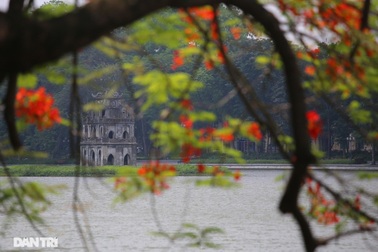 Mùa hoa phượng vĩ bắt đầu nở đẹp khắp phố phường Hà Nội