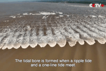 Sóng triều hình vảy cá hiếm gặp ở sông Tiền Đường, khách ngắm nhìn xuýt xoa