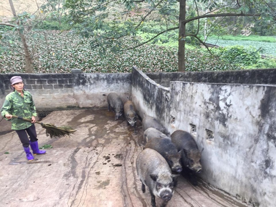 Giữa lúc giá lợn leo thang, nuôi lợn rừng bán 1 con lãi 1 chỉ vàng - 5 Giữa lúc giá lợn leo thang, nuôi lợn rừng bán 1 con lãi 1 chỉ vàng - 5
