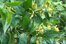 2 anh em cùng ăn lá ngón tự tử vì cãi nhau giành điện thoại chơi game