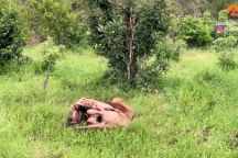 Bị sư tử ngoạm dính ở cổ, linh cẩu vẫn thoát chết trong gang tấc