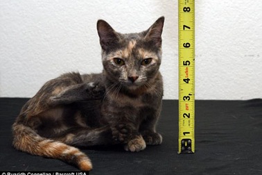 Gặp "nàng" mèo lùn nhất thế giới
