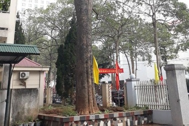 Đổ hóa chất vào cây sưa trong khuôn viên cơ quan nhà nước để bán 55 tỷ đồng