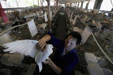 Sắp có vắc xin cúm A/H7N9 trên người