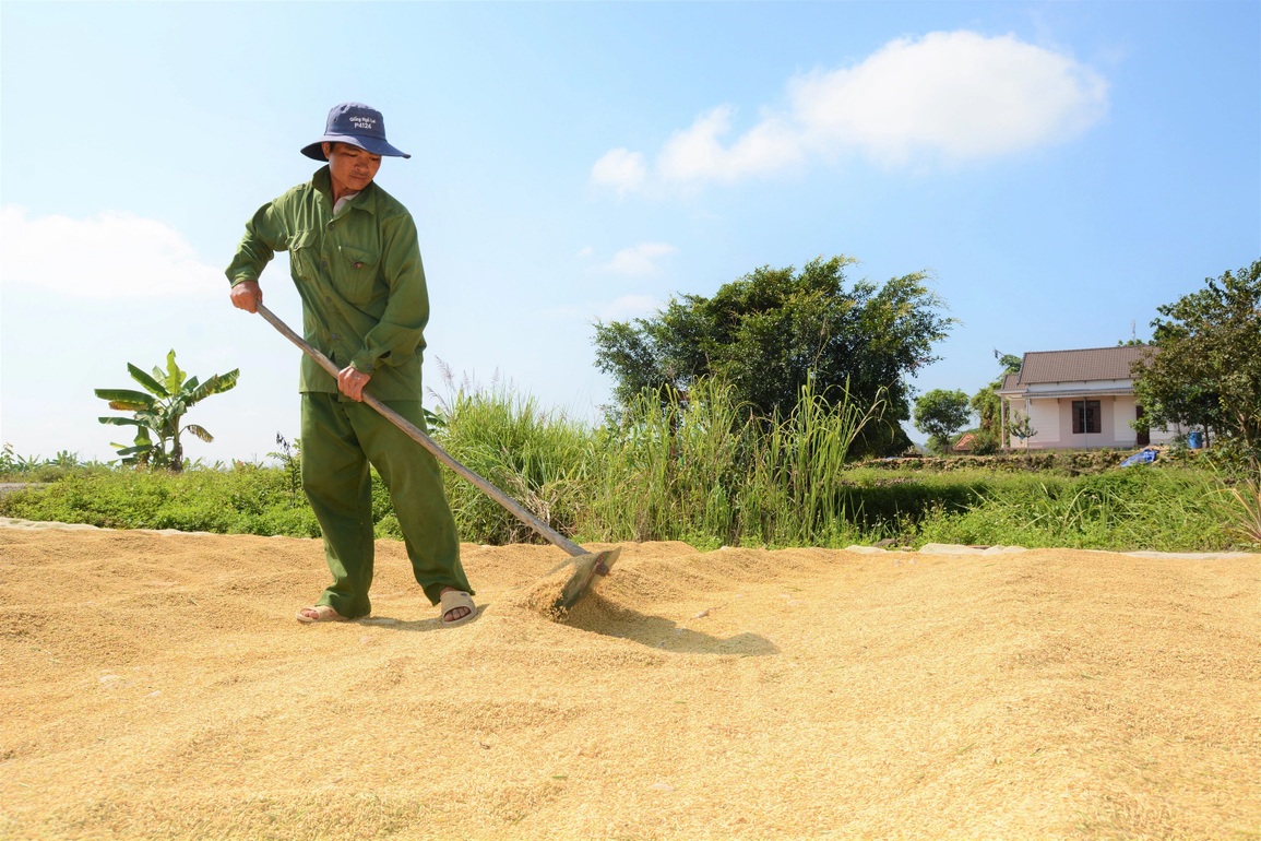 Nông dân đổi đời nhờ giống gạo ngon nhất thế giới trồng dưới chân núi lửa - 5 Nông dân đổi đời nhờ giống gạo ngon nhất thế giới trồng dưới chân núi lửa - 5