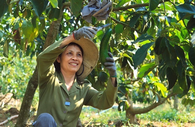 Mô hình trồng bơ sáp ở xã Lộc Phú, huyện Bảo Lâm, tỉnh Lâm Đồng góp phần giảm nghèo bền vững