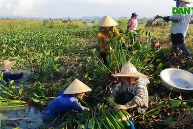 Người dân ra đồng kiếm tiền từ cây "kẻ thù" của nhà nông