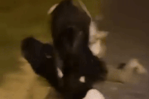 Một phụ nữ trẻ bị đánh hội đồng, phát trực tiếp lên mạng xã hội