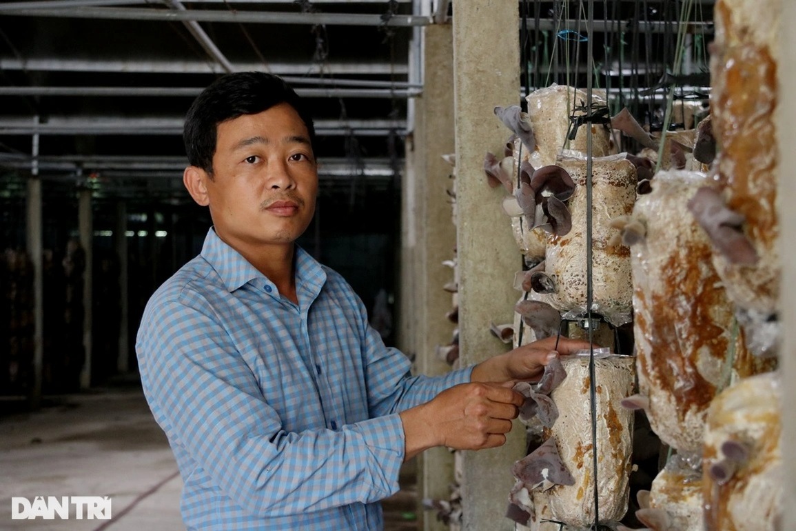 Chàng trai bỏ việc về quê làm giàu từ cây nấm - 1 Chàng trai bỏ việc về quê làm giàu từ cây nấm - 1