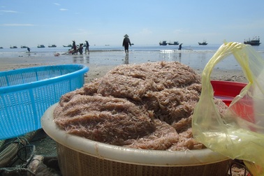 Ngư dân kỳ vọng biển hồi sinh khi trúng đậm mùa ruốc