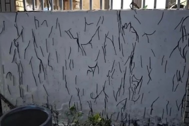 Hàng nghìn con giun đất bò lên tường nhà người dân ở Vũng Tàu