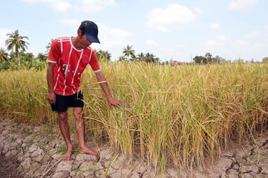 Hàng ngàn hộ dân ĐBSCL nguy cơ thiếu nước sinh hoạt