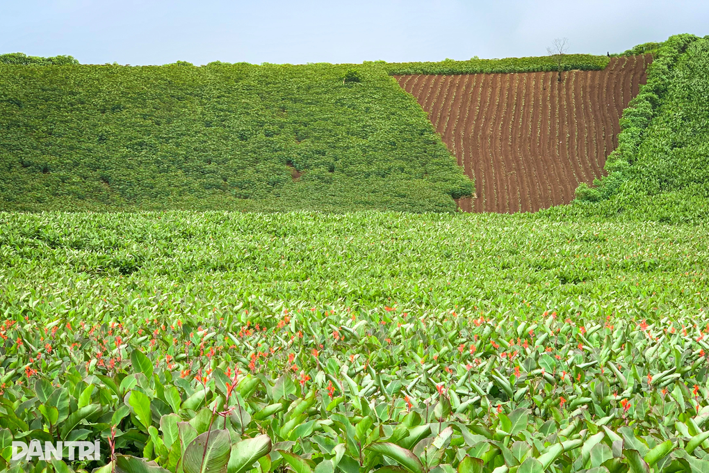Mùa hoa dong riềng thắp đỏ núi lửa Chư Đang Ya - 8 Mùa hoa dong riềng thắp đỏ núi lửa Chư Đang Ya - 8