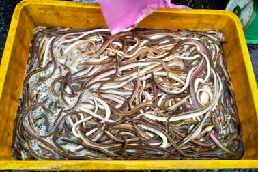 Đặc sản chỉ có trong lũ đầu mùa, dân chong đèn vớt kiếm tiền triệu mỗi đêm