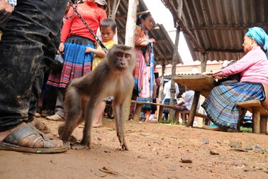 Thú rừng bị xích cổ, chào bán ở chợ phiên