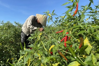 Ớt chín đỏ đồng, nông dân "cay mắt" chờ thương lái