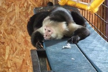 Chú khỉ có biệt tài vẽ tranh