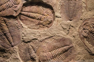 Lịch sử tiến hóa của động vật trên Trái Đất có thể phải viết lại