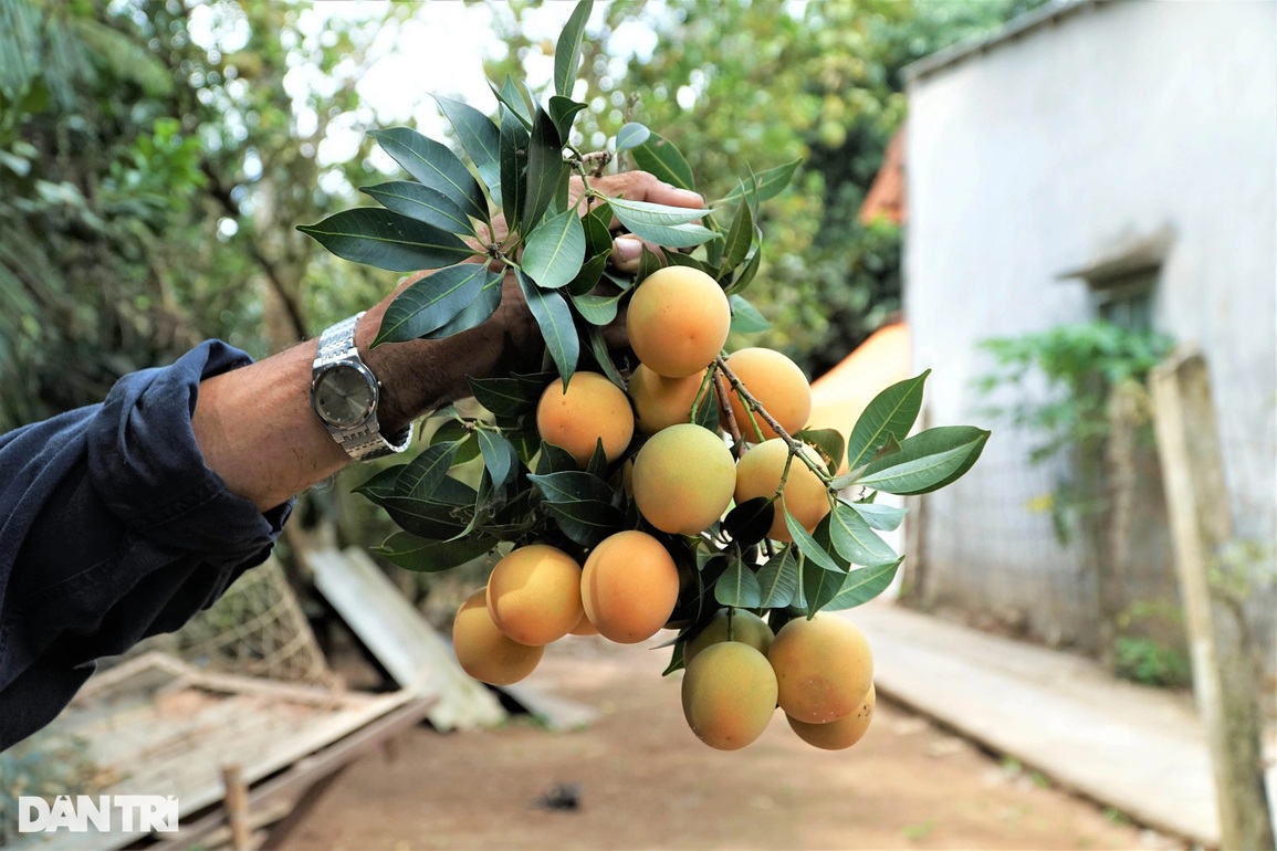 Trồng xoài rừng làm chơi ăn thiệt - 6 Trồng xoài rừng làm chơi ăn thiệt - 6